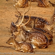 Bangladesh Natinal Zoo_05